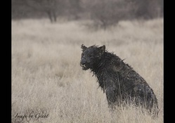 Amazing black lion in Africa