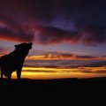 Wolf at Sunset