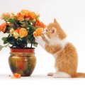 kitten playing with flowers