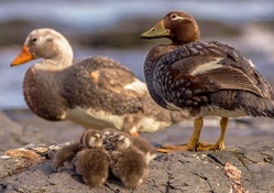 Steamer duck family