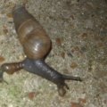 snail or slug giving birth