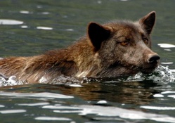 swiming wolf