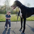 LITTLE LAD AND HIS DOG