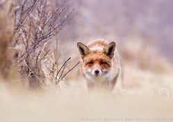 Red fox and purple pastels