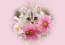 kitty among flowers