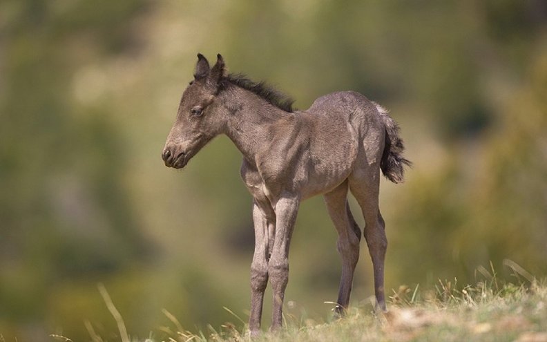 wild_baby_horse.jpg