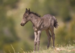 Wild baby horse