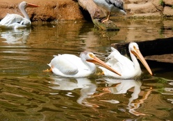 Zoo Pelicans