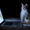 computer cats