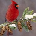 Gorgeus male cardinal in winter