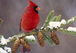 Gorgeus male cardinal in winter
