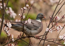 * Pigeon on flowering tree *