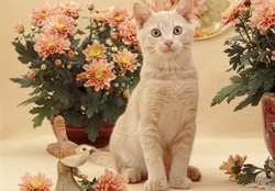 ginger cat with flowers