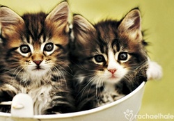 Kittens by Rachael Hale