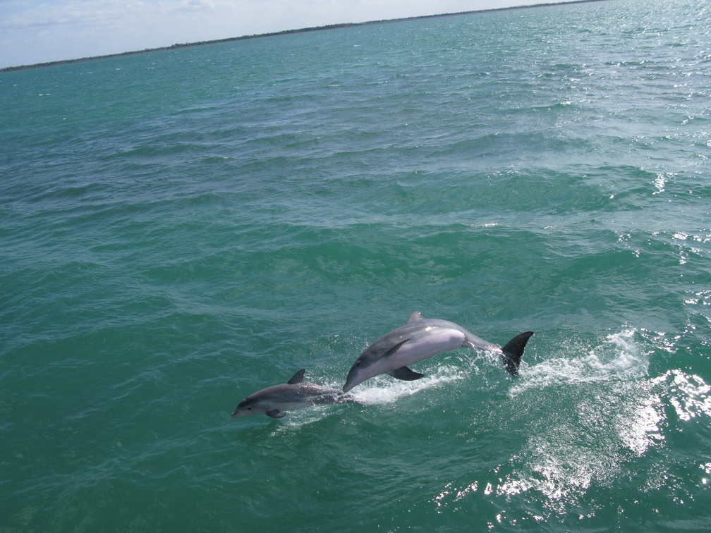 *** Dolphins ***