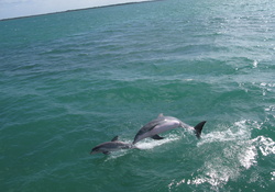 *** Dolphins ***
