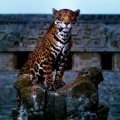 Jaguar at Mayan Temple