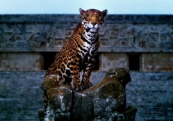 Jaguar at Mayan Temple