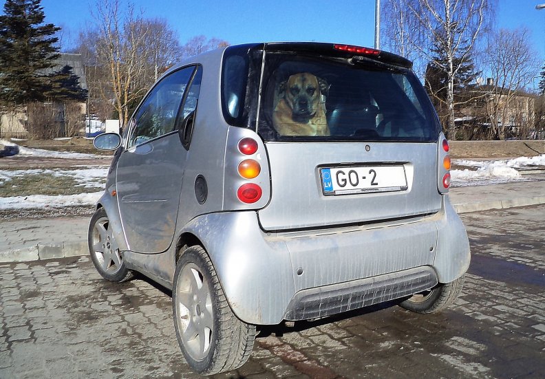 big_dog_in_little_car.jpg