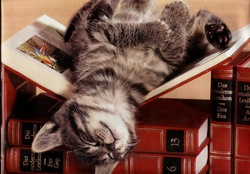 Kitten napping on books