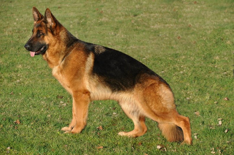 Orsina(german shepherd)