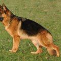 Orsina(german shepherd)