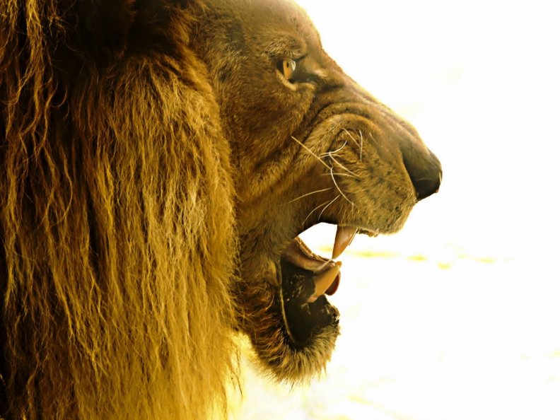lion_king.jpg