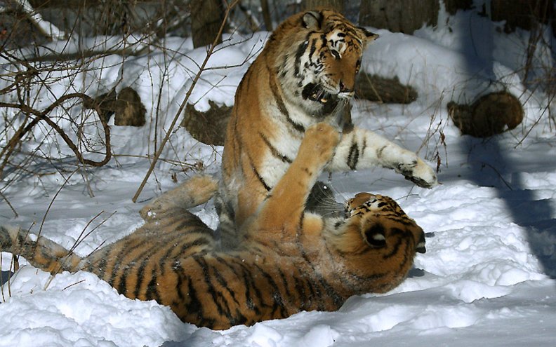 tigers_playing_in_the_snow.jpg
