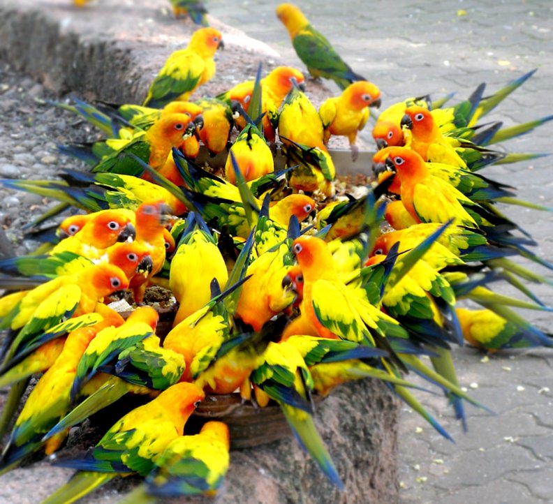 bouquet_of_colorful_hungry_parrots.jpg