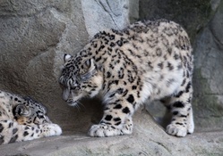 *** Snow leopard ***