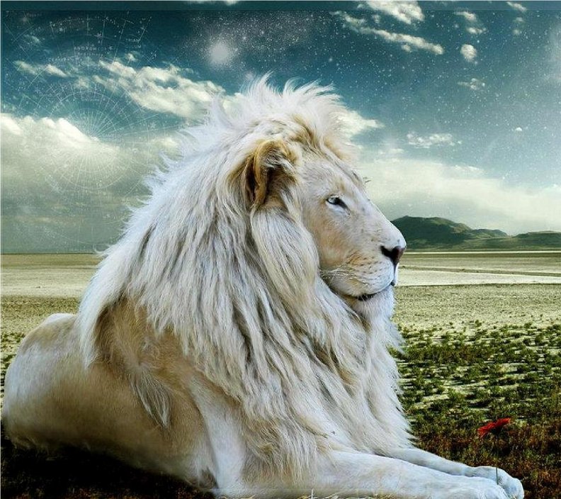 white_lion.jpg