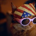 USA cat :)