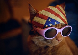 USA cat :)