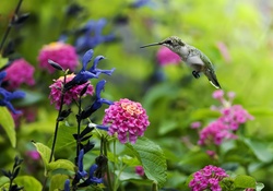 Humming_bird