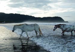 horses returning to shore after swim in the ocean