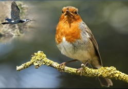 birds European robin