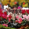 cute kitten among cyclamen