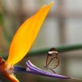 glasswinged_butterfly.jpg