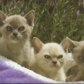 Burmese kittens