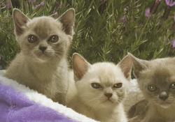 Burmese kittens