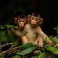 Baby Monkeys