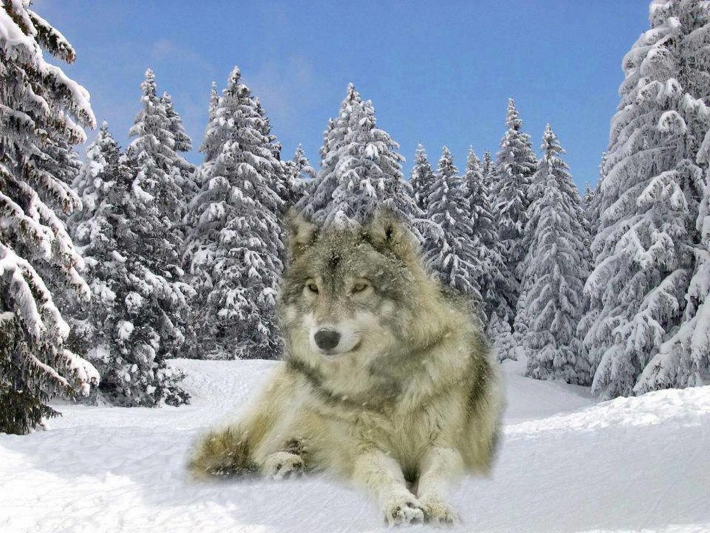 Wolf in Snow