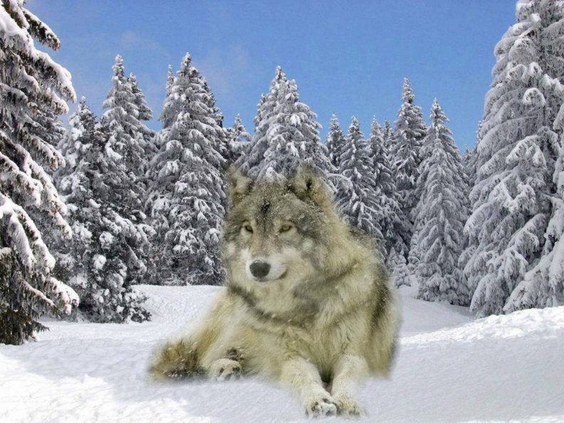 wolf_in_snow.jpg