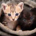 Little Kitties