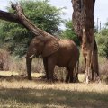 Elephant in Samburu Game Reserve