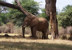Elephant in Samburu Game Reserve