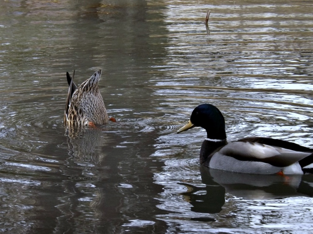 mallard ducks