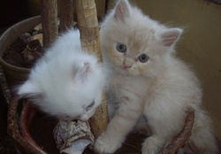 Doll_Faced Persian Kittens