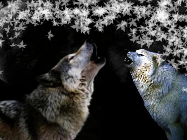 two_wolves.jpg