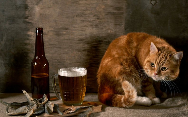 Cats don't like beer